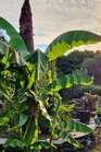 Visite du jardin zen du Quistillic