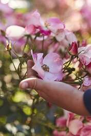 Rendez-vous aux Jardins - Jardin de Keroguic
