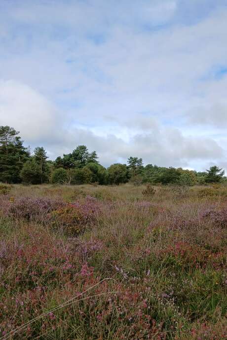 A la découverte de la réserve naturelle de Glomel