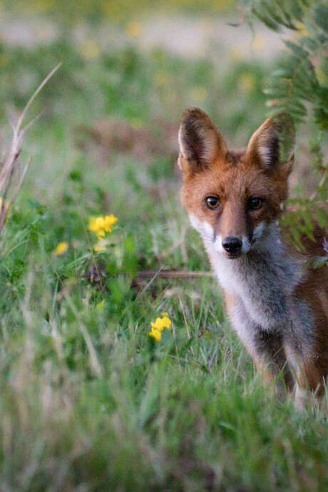 Landes du Crano : Sur les traces des animaux de la lande