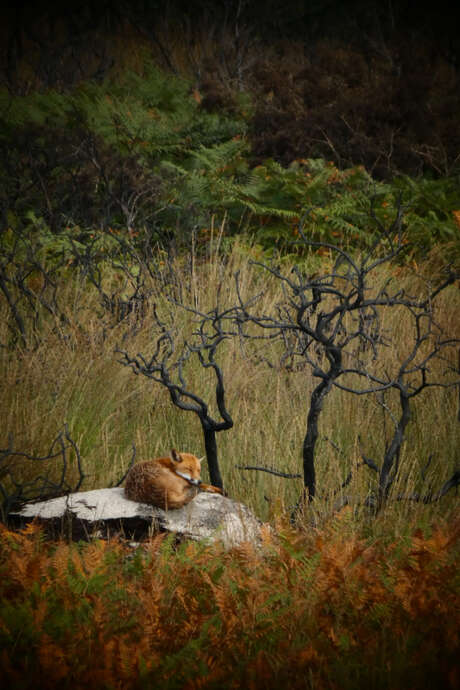 Les landes de Locarn, 1an après l'incendie