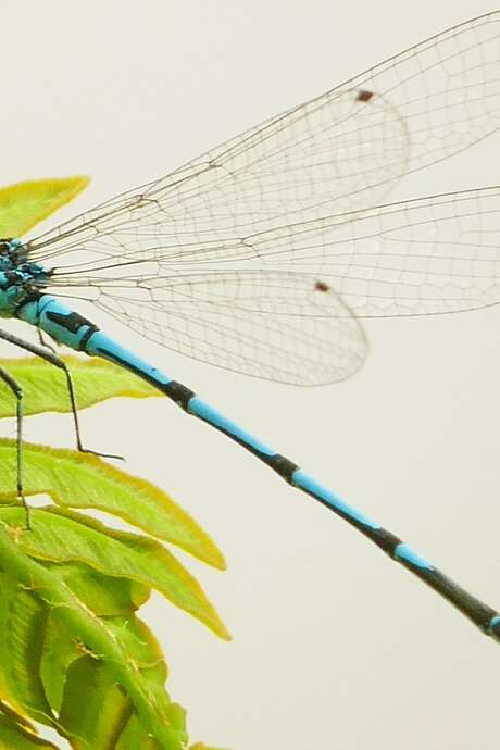 Sortie naturaliste au bord du canal sur l’Agrion joli