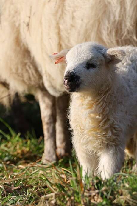 Du mouton à la toison