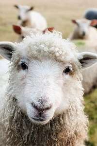 Le mouton et la lande