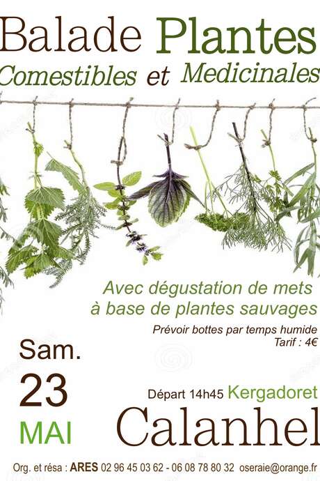 Balade plantes comestibles et médicinales