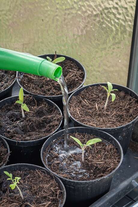 Echange entre passionnés de jardinage