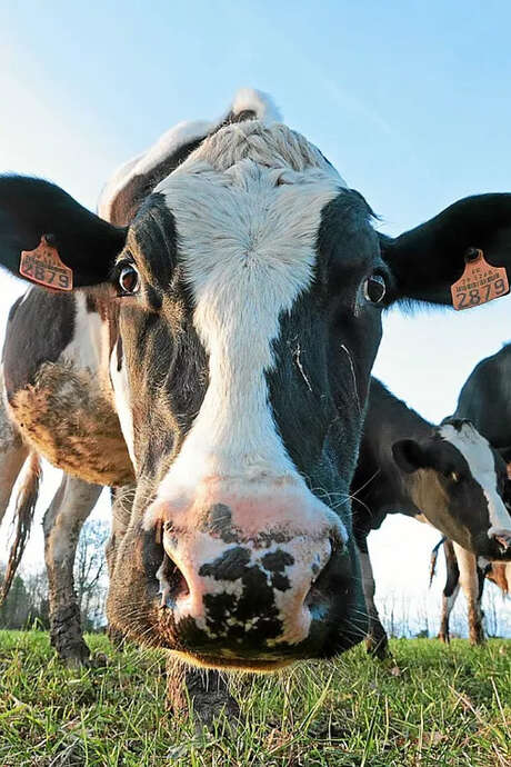 Le Comice Agricole de Carhaix : "La campagne à la ville !"