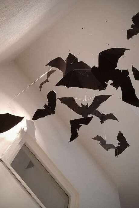 Nuits de la chauve-souris