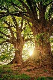 Les petites échappées : balade ludique autour des arbres