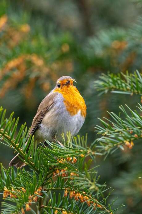 Championnat bi-départemental d'ornithologie