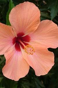 Journées des hibiscus et des cléthras aux jardins d'Ewen