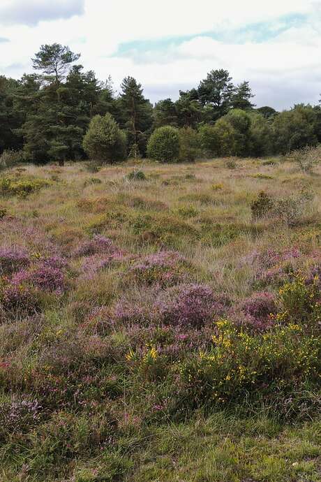 A la découverte de la réserve naturelle de Glomel