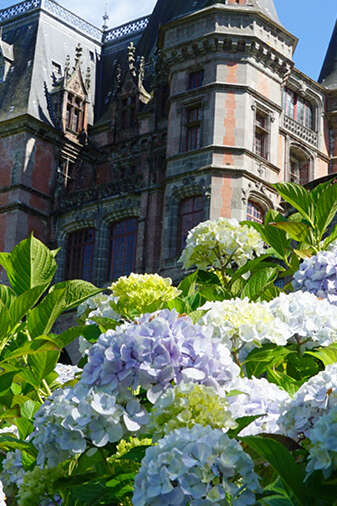 Les hortensias, saison botanique