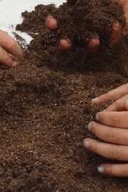 Les mains dans la terre