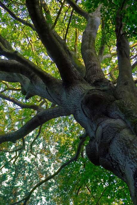 Initiation grimpe d’arbre