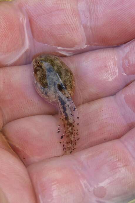 La Blavet au naturel : les petites bêtes aquatiques du Blavet