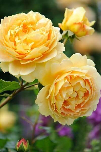 Les Rosiers Anglais : Portes Ouvertes