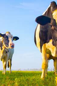Spectacle "Mon père avait trois vaches"