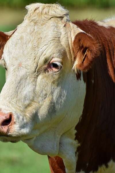 Comice agricole