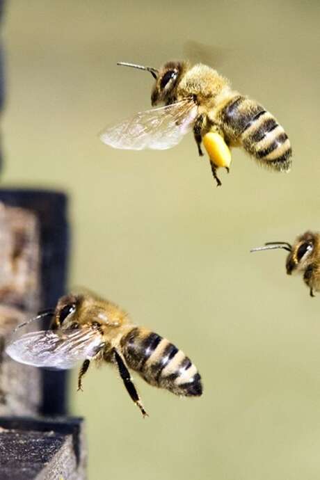 Les Flâneries baldiviennes : Le miel et les abeilles, un apiculteur