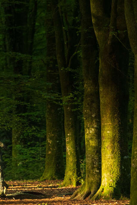 Centre Morbihan Tourisme : escape nature « Sortilège au fond des Bois»