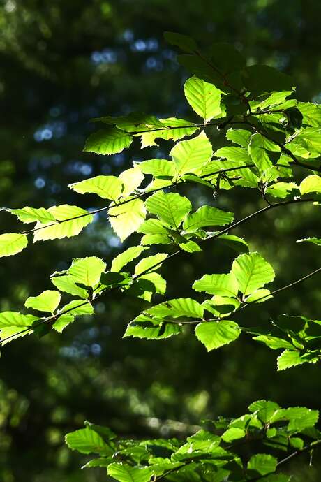 Contes de la Chandeleur à la Biscuiterie Ménou, balade et goûter