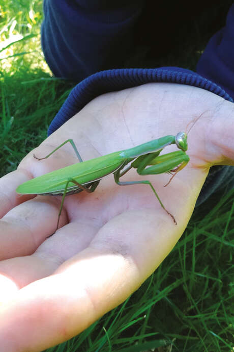 Atelier - Les insectes et leurs super-pouvoirs