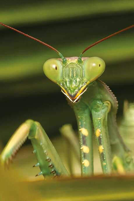 Atelier - Les insectes et leurs super-pouvoirs