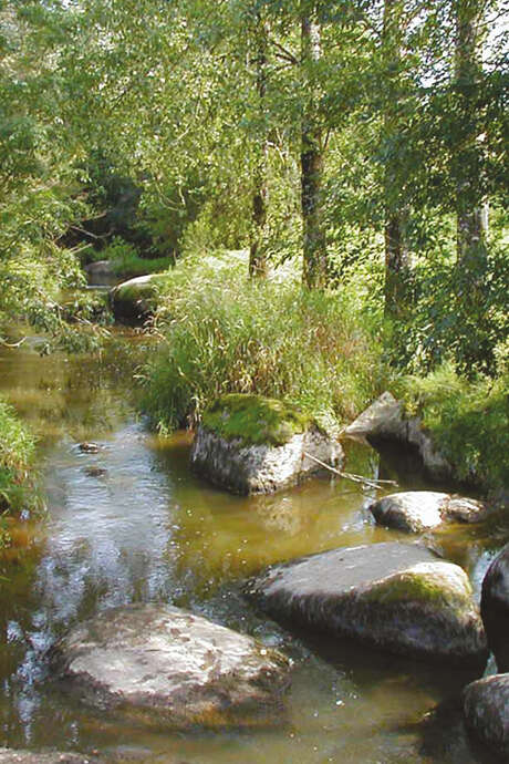 Sur la berge au Lavandière à Rorthais