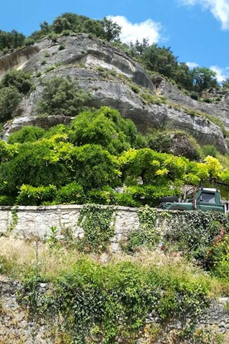 Printemps de la biodiversité - La flore sauvage des Eyzies