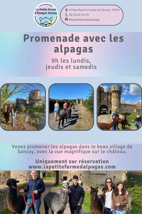 Promenade avec les alpagas Promenade avec les alpagas