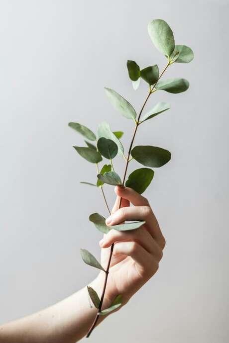 Conférence - Le bien-être par les plantes