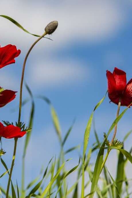 La fête du printemps - 2ème édition