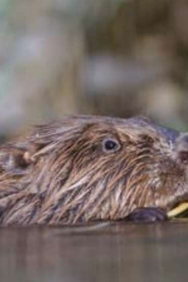 Musée L'Abbaye - Quizz - Qui connaît mieux la rivière ?