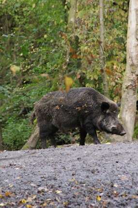 Repas de chasse