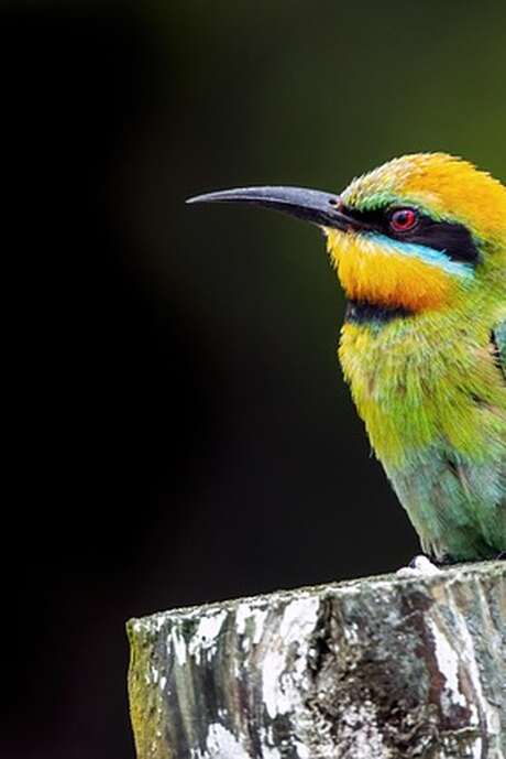 Concert : L'aventure sonore "Birds"