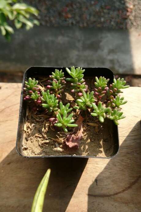 Troc de graines et de plantes