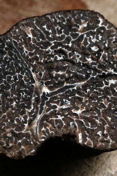 Marché aux truffes de Montignac-Lascaux