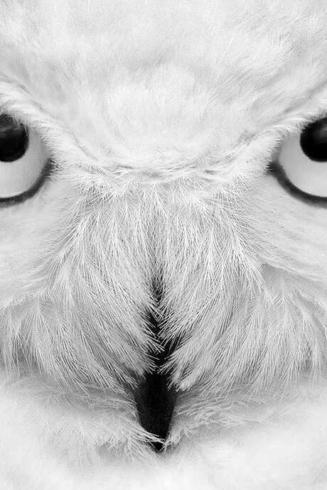 Festival photographique Festival photographique