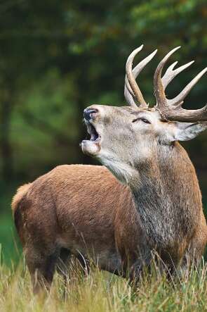 Brame du cerf