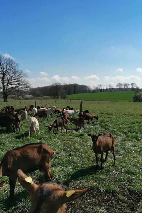 Visite : Ferme caprine [Défi alimentation]