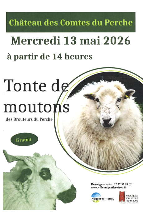 Tonte de moutons