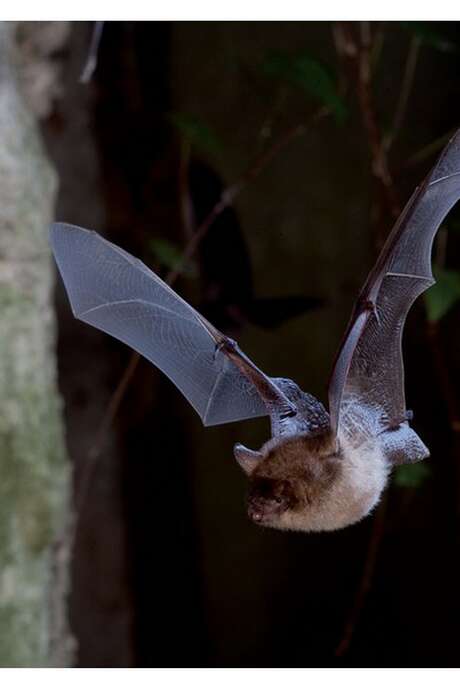 Rendez-vous nature :  À la découverte des chauves-souris du Perche