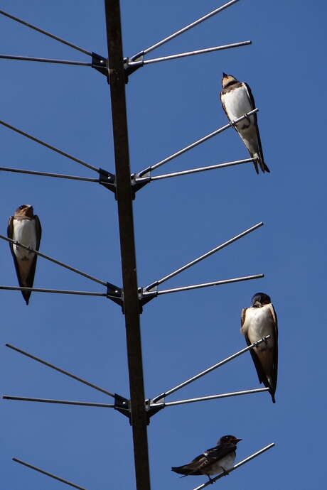 Les hirondelles : 20 grammes d’énergie, de mystère et de poésie 
