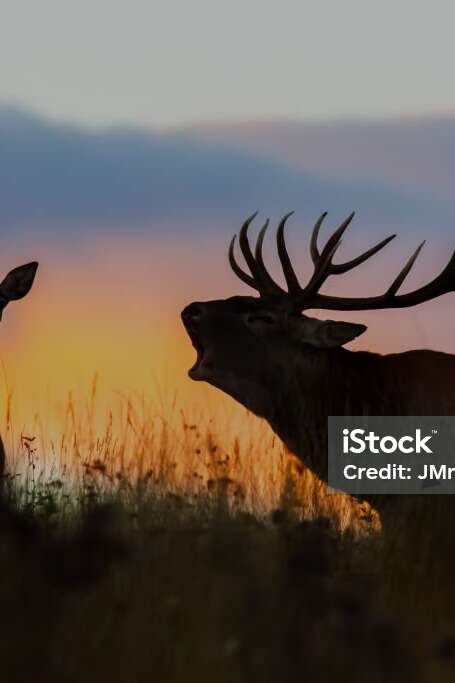 A l'écoute du brame du cerf