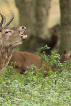 COMPLET A l'écoute du brame du cerf