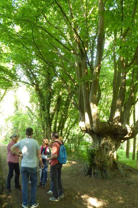 Balade autour de la trogne
