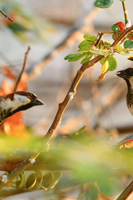 Exposition : Observons les oiseaux