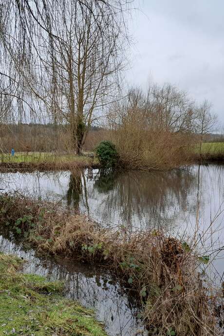 La mare, un écosystème miniature 