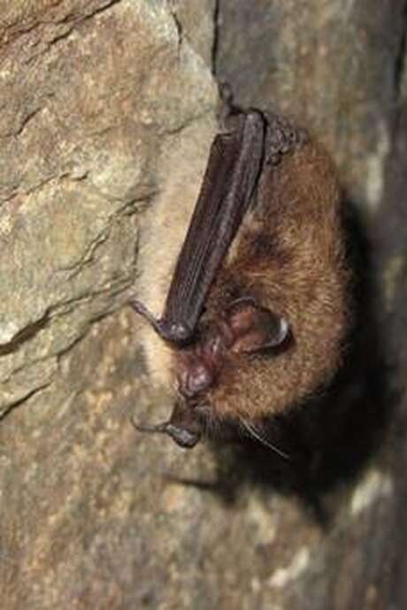 Découverte des chauves-souris